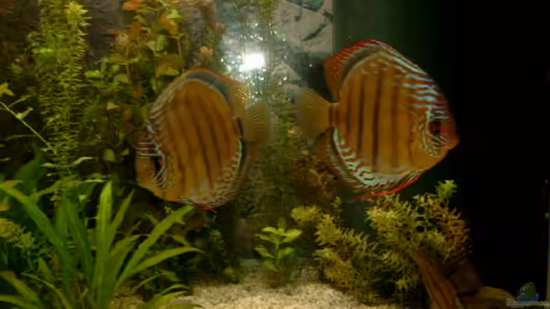 Aquarium Becken 7765 von Helmut Eckardt (3)