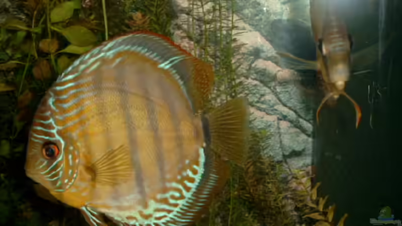 Aquarium Becken 7765 von Helmut Eckardt (4)