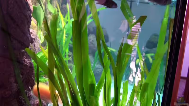 Aquarium Becken 7768 von Markus Lammert (3)