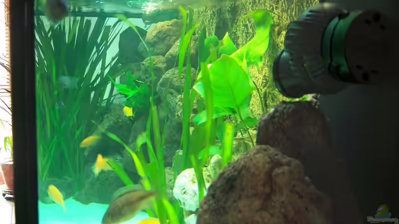 Aquarium Becken 7768 von Markus Lammert (4)