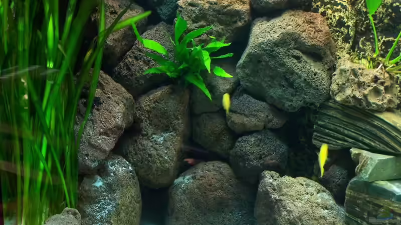 Aquarium Becken 7768 von Markus Lammert (6)