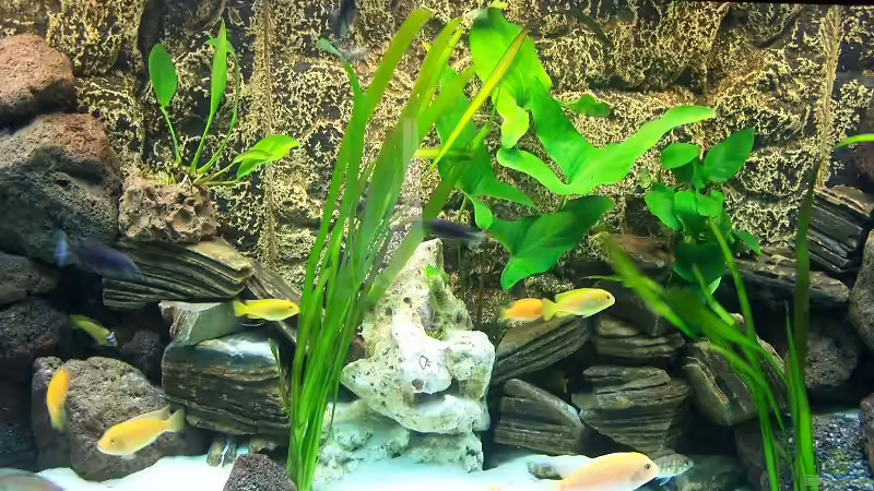 Aquarium Becken 7768 von Markus Lammert (7)