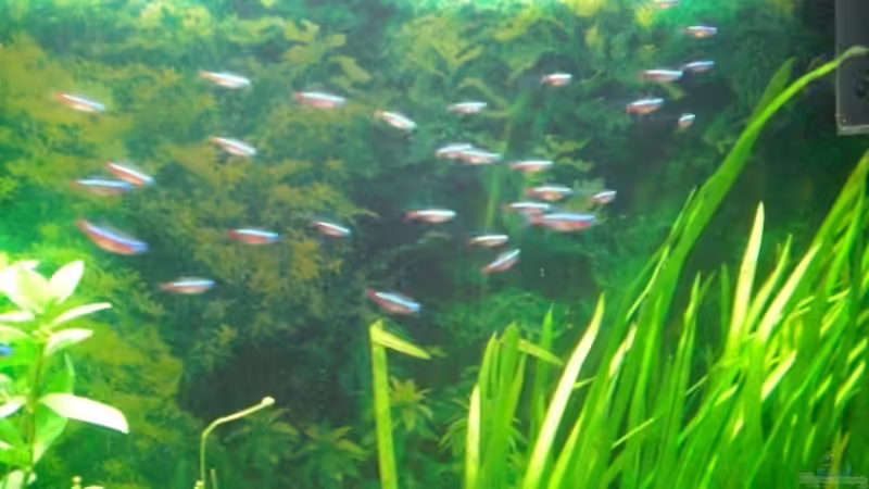 Aquarium Becken 7771 von Thoschi (2)