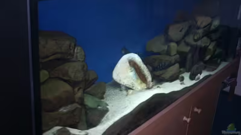 Aquarium Becken 7791 von Tobias Kersting (3)