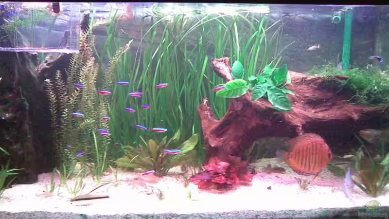 Aquarium Becken 7794 von Dennis24HB (2)