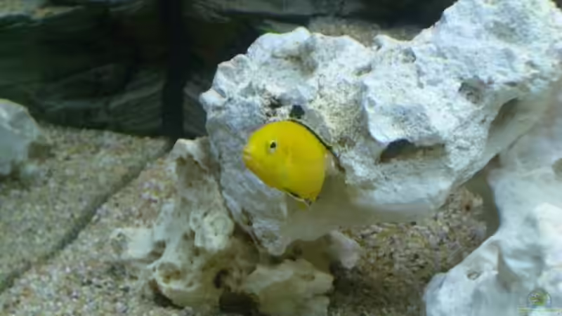 Aquarium Becken 780 von Stefan Neuss (2)