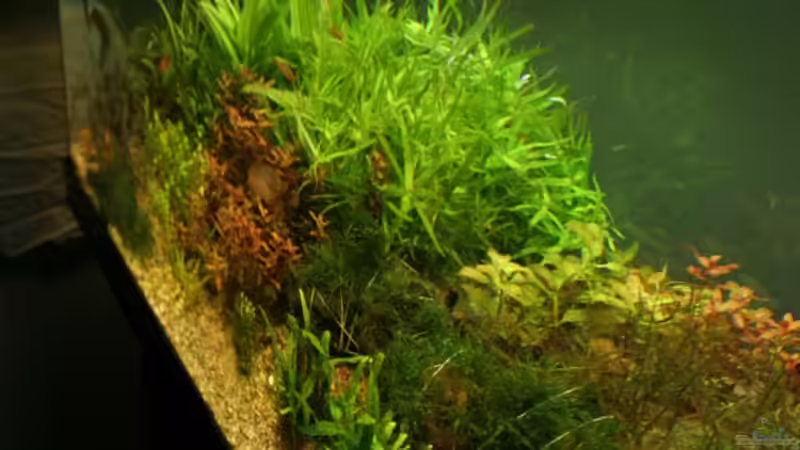 Aquarium Becken 7804 von speedcats (3)