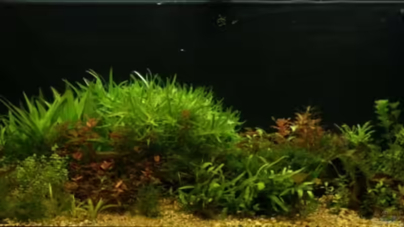 Aquarium Becken 7804 von speedcats (6)