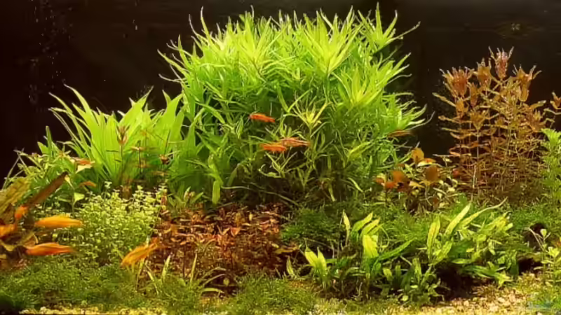 Aquarium Becken 7804 von speedcats (7)