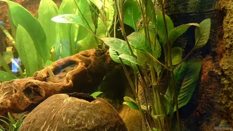 Aquarium Becken 7814 von Irina Rink (4)