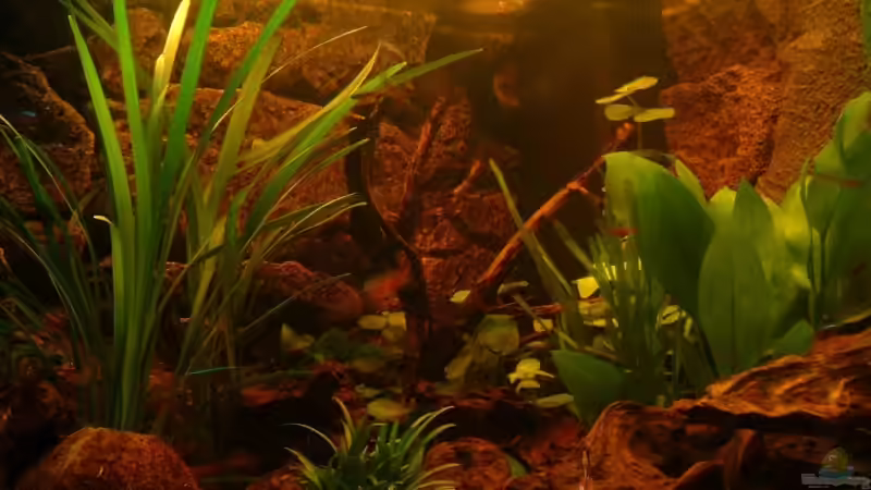 Aquarium Becken 7814 von Irina Rink (5)