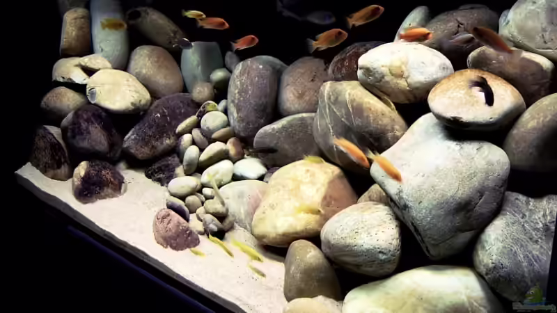 Aquarium Becken 7821 von Romain Gansen (3)