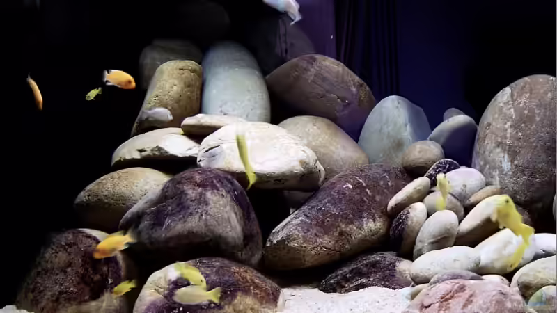 Aquarium Becken 7821 von Romain Gansen (4)