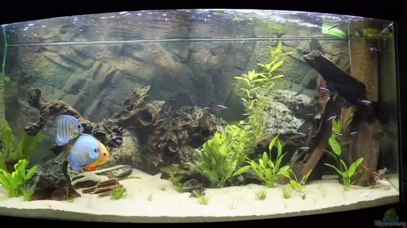 Aquarium Becken 7827 von chris und nina (2)