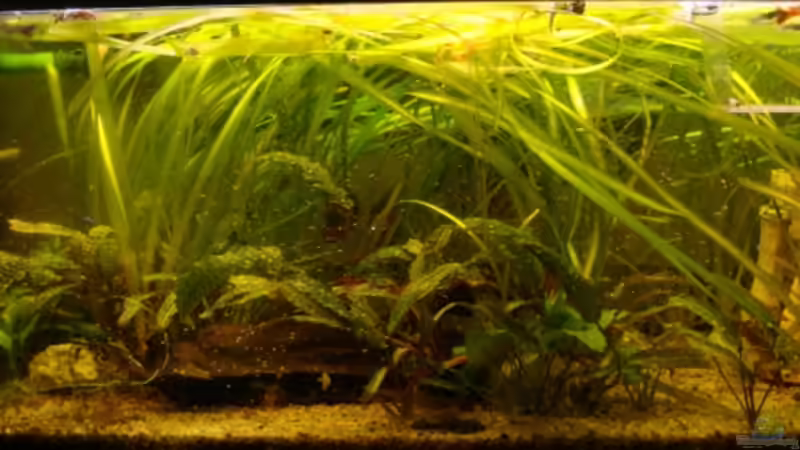 Aquarium Becken 7841 von lucky-luke.ch (2)