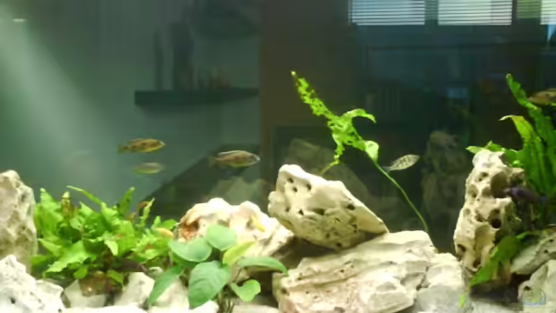 Aquarium Becken 7882 von Omi (2)