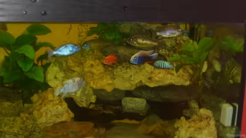 Aquarium Becken 7904 von Frendy (2)