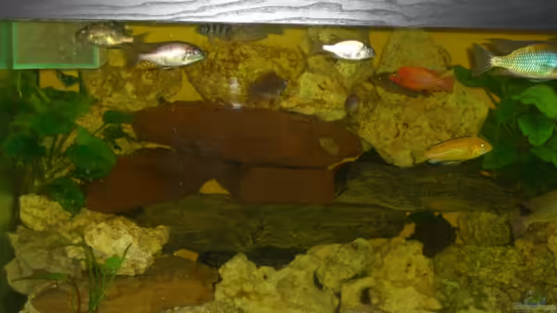 Aquarium Becken 7904 von Frendy (3)