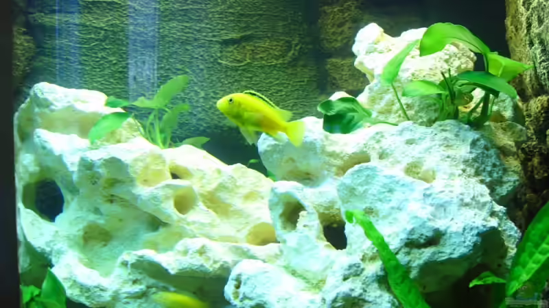 Aquarium Becken 7914 von Stefan Bichler (3)