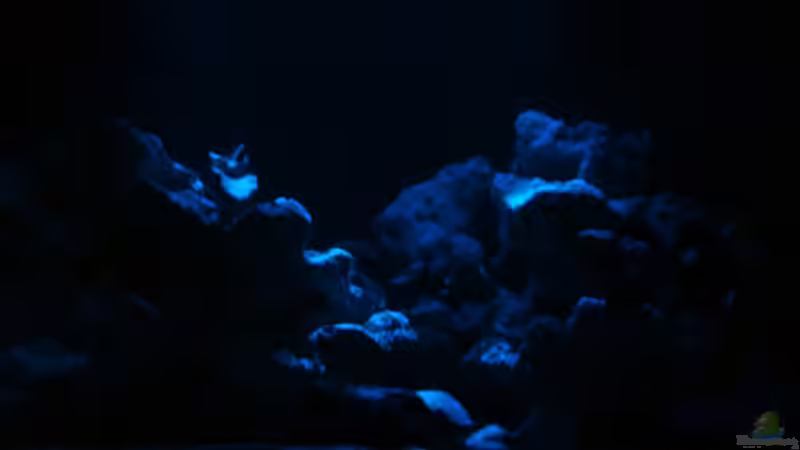 Aquarium Becken 7914 von Stefan Bichler (4)