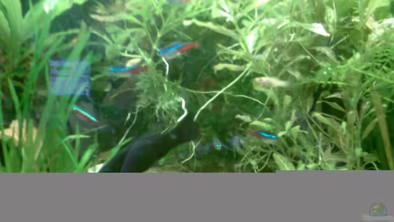 Aquarium Becken 7922 von WELSFAN!))$ (2)