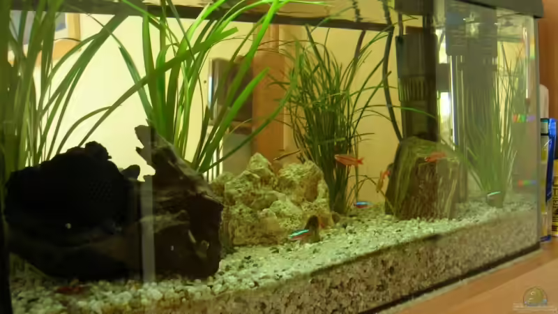 Aquarium Becken 7931 von steini76 (2)