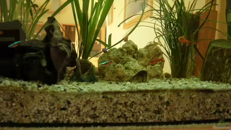 Aquarium Becken 7931 von steini76 (3)