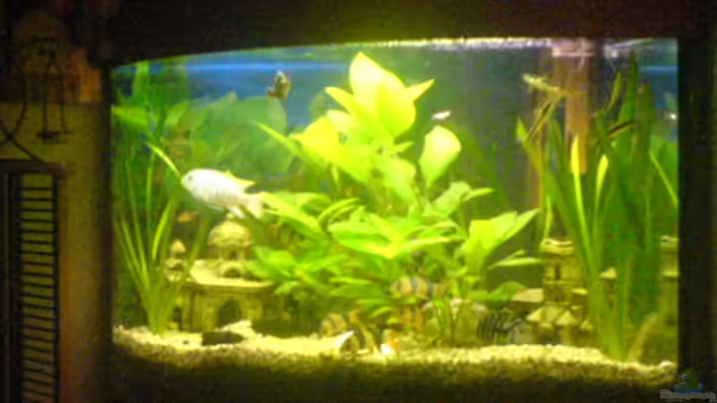 Aquarium Becken 7935 von Lars Re. (3)