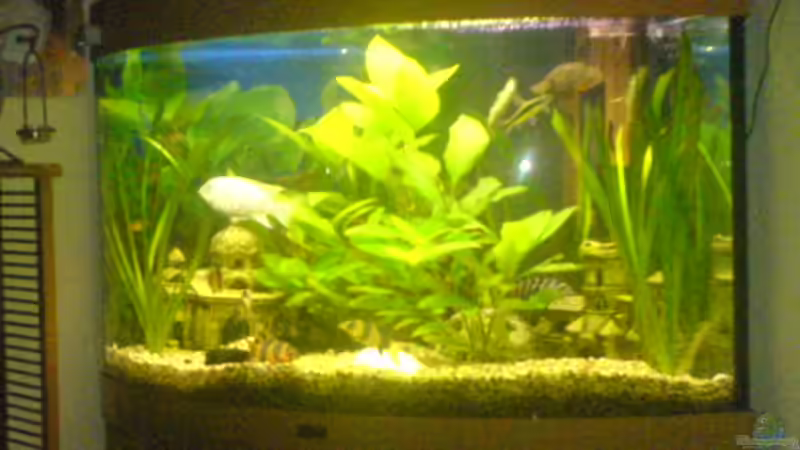 Aquarium Becken 7935 von Lars Re. (4)