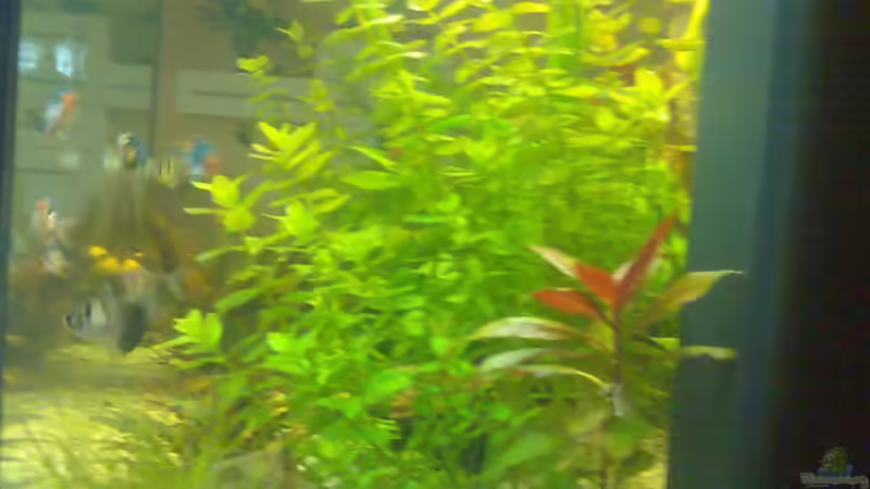 Aquarium Becken 7942 von Manuel Böddecker (2)