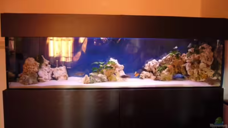 Aquarium Becken 7944 von Stelze (3)