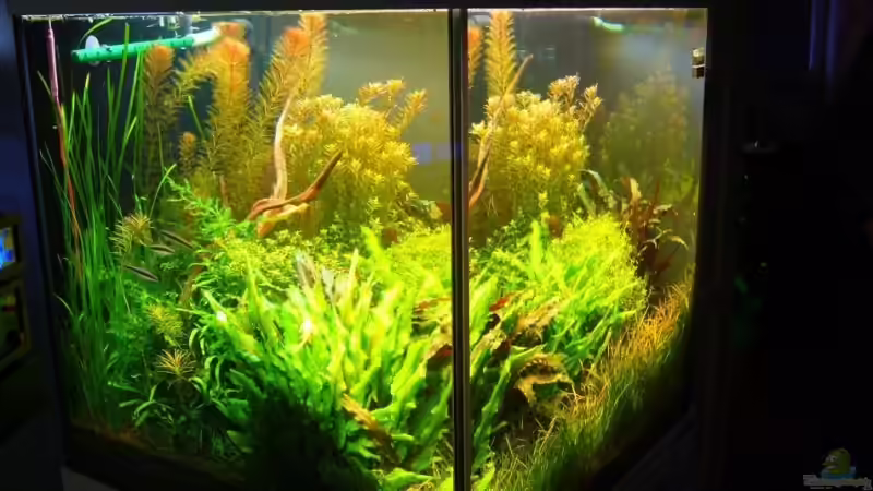 Aquarium Becken 7947 von DPGCidol (12)