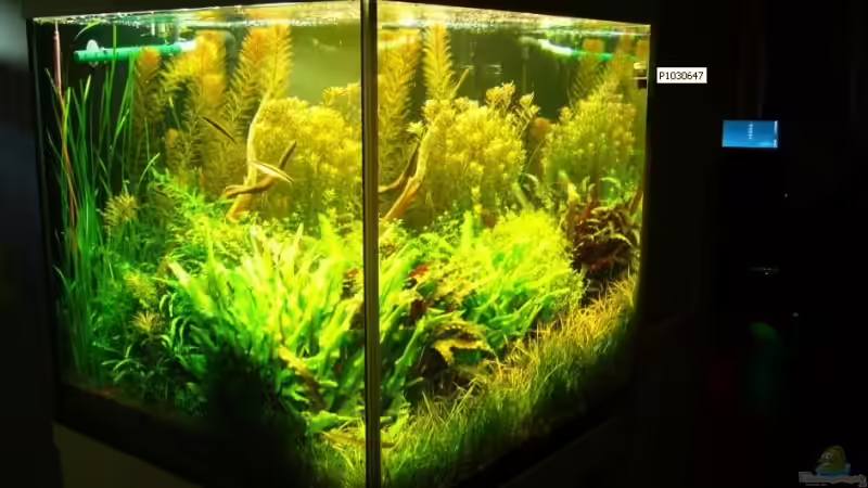 Aquarium Becken 7947 von DPGCidol (14)