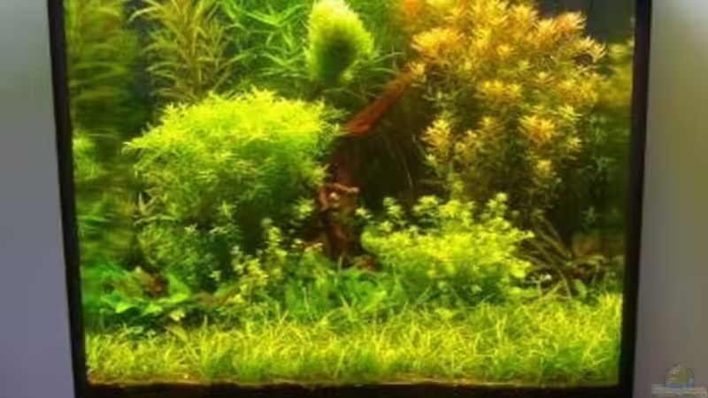 Aquarium Becken 7947 von DPGCidol (4)