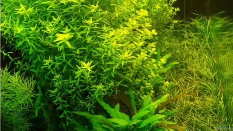 Aquarium Becken 7947 von DPGCidol (5)