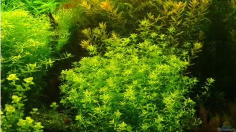 Aquarium Becken 7947 von DPGCidol (7)