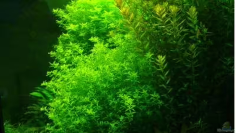 Aquarium Becken 7947 von DPGCidol (8)