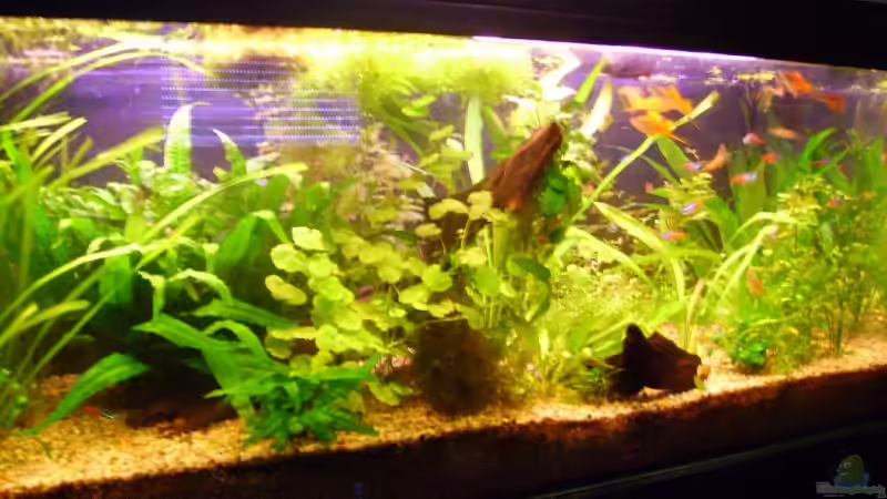 Aquarium Becken 7950 von leip1 (4)