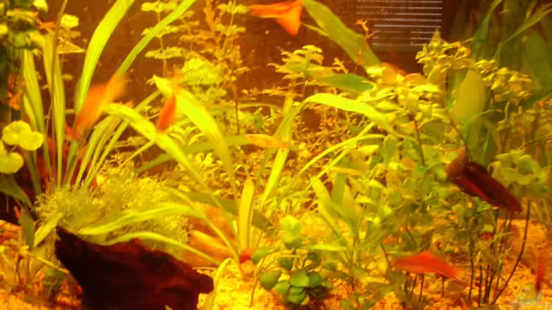 Aquarium Becken 7950 von leip1 (5)