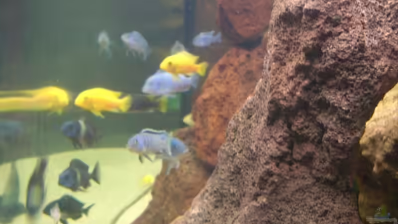 Aquarium Becken 7970 von Toni Wagner (3)