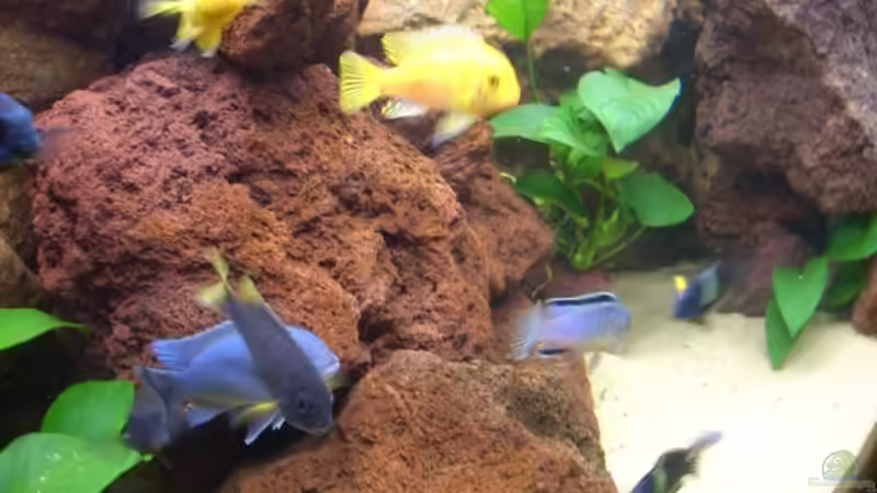 Aquarium Becken 7970 von Toni Wagner (4)