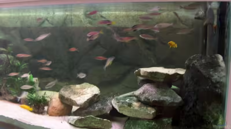 Aquarium Becken 798 von Yigit Nur (3)