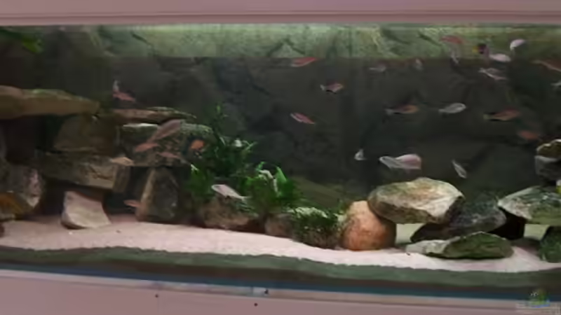 Aquarium Becken 798 von Yigit Nur (5)