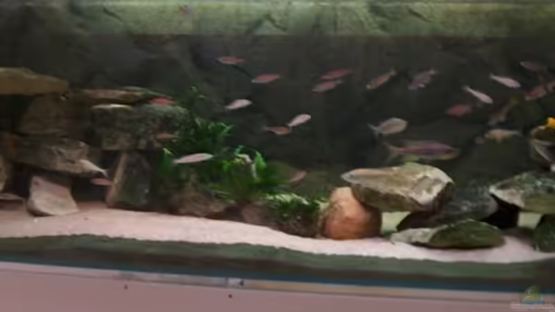 Aquarium Becken 798 von Yigit Nur (6)