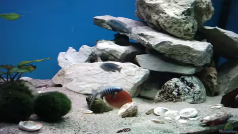 Aquarium Becken 800 von Heiko Schipke (2)