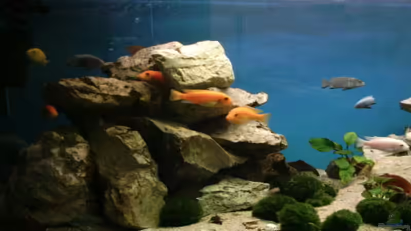 Aquarium Becken 800 von Heiko Schipke (3)