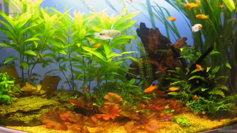 Aquarium Becken 8001 von StefanR (2)