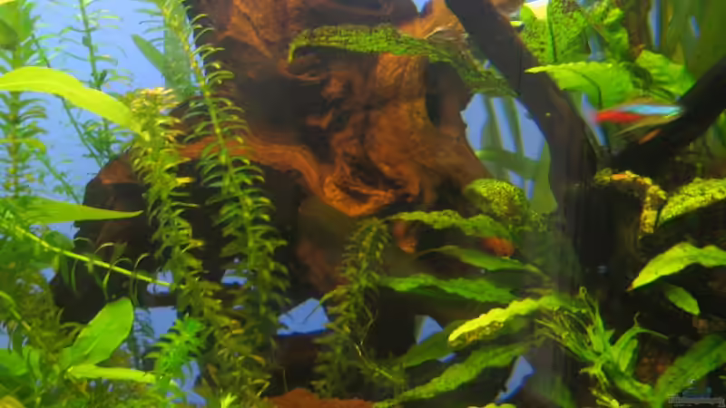 Aquarium Becken 8001 von StefanR (3)