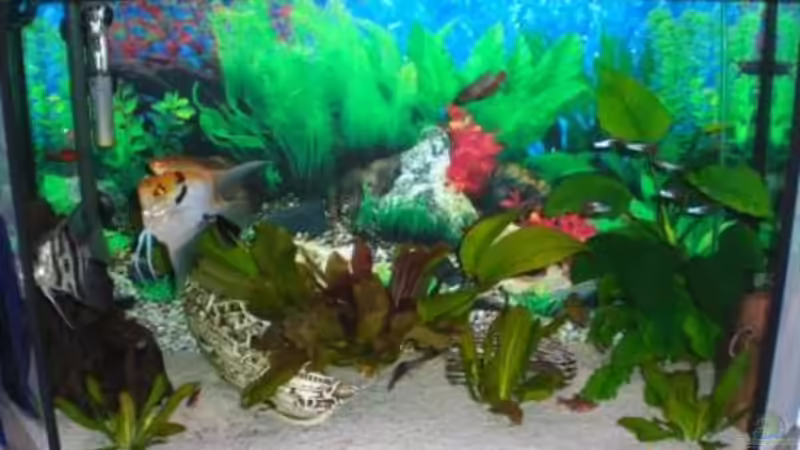 Aquarium Becken 8011 von Ungerchen (2)