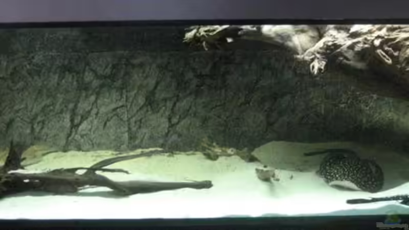 Aquarium Becken 8016 von Christian Höhne (2)